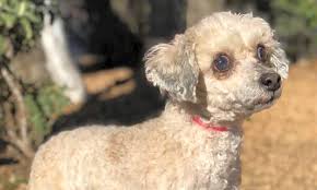 Come meet homeward bound animal rescue's pets. These Austin Based Canines Are Up For Adoption And In Need Of A Good