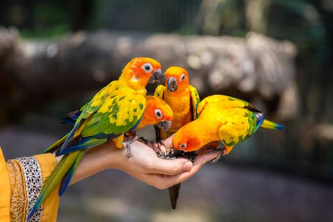 How Zoos Benefit Society And The Animals They Protect