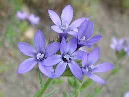 Maybe you would like to learn more about one of these? 5 Colorful Wildflowers You Can Spot At The Channel Islands This Spring Visit Ventura