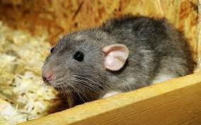 Although glue boards are available that will trap rats, they don't kill the pests right away, and when you check a trap. A Simple Guide To Getting Rid Of Rats In Your Garden Arnies Pest Management