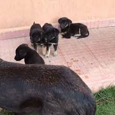 Pati Mama Sokak Hayvanlarina Yardim Patimama Com Omer Dongeloglu Sokak Hayvanlari Ve Zehirlenen Kopekler Hakkinda Duygulandiran Konusmasi Facebook