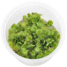 Image result for Drosera natalensis