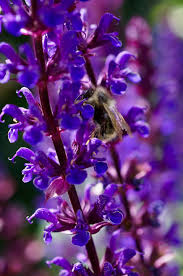 In this article, we cover the top seven types of flowers bees prefer and when to plant them! Selecting Bee Forage Plants Province Of British Columbia