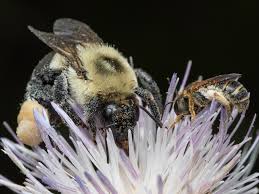 Image result for Aneilema dregeanum