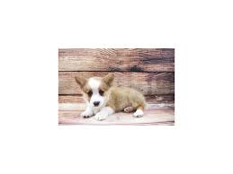 Download our petland app today for information on your local petland's available pets and pet supplies. Pembroke Welsh Corgi Dog Male Sable 2973078 Petland Dunwoody Puppies For Sale