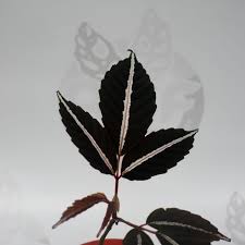 Image result for Leea