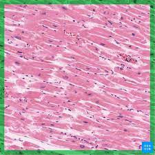 Striated Muscle Structure Location Function Kenhub