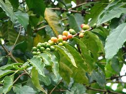 Image result for Coffea ligustroides