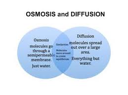 Diffusion is the passive scattering of a concentration of solute out into the solution. Osmosis And Diffusion Molecules Are Always Moving Molecules Move Randomly And Bump Into Each Other And Other Barriers Ppt Download