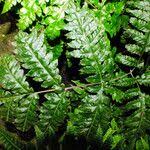 Image result for Tectaria angelicifolia