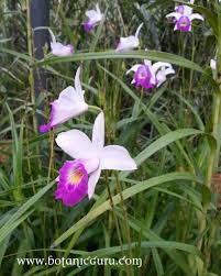 Image result for Thunbergia graminifolia