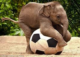 Soccer With My Friends Relaxing Energetic Inspires Comradery Elephants Playing Baby Elephants Playing Cute Animals
