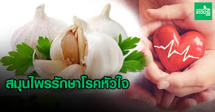 หัวใจโตเกิดจากขนาดหัวใจที่โตกว่าปกตินั้น อาจแบ่งเป็น 2 ชนิดใหญ่ๆ คือ โตจากกล้ามเนื้อที่หนาตัวกว่าปกติ ลองนึกภาพคนเล่น. à¸à¸£à¸°à¹€à¸— à¸¢à¸¡ à¸š à¸§à¸«à¸¥à¸§à¸‡ à¸ªà¸¡ à¸™à¹„à¸žà¸£à¸£ à¸à¸©à¸²à¹‚à¸£à¸„à¸« à¸§à¹ƒà¸ˆ à¹€à¸—à¸„à¹‚à¸™à¹‚à¸¥à¸¢ à¸Šà¸²à¸§à¸š à¸²à¸™