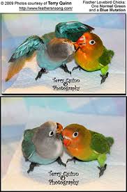 Fischers Lovebirds Eye Ring Lovebirds Beauty Of Birds