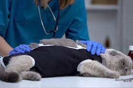 katze kastrieren mit diesen kosten mussen sie rechnen
