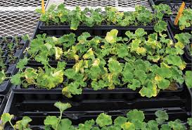 Image result for cuttings of geraniums