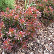 Image result for Berula thunbergii