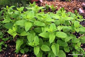 How to harvest mint from your garden. How To Harvest And Dry Lemon And Lime Balm Getty Stewart