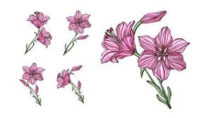 Vector Flower Arrangements With Lily Flowers Vector Flowers Lily Flower Flower Arrangements
