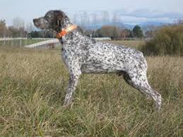 Image result for italský krátkosrstý ohař