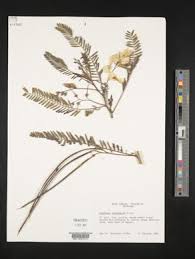 Image result for Sesbania macrantha