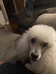 Goodbye angel,Don't scroll without giving me some love actually angel (See  full in first comment 👇⏬👇