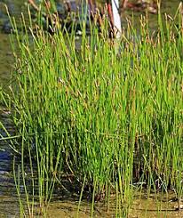 Image result for Eleocharis retroflexa
