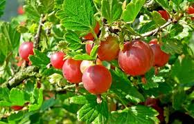 Check spelling or type a new query. How To Grow Gooseberries A Complete Guide New Life On A Homestead