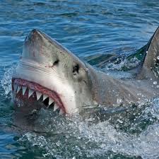 The left shark, also known as the super bowl halftime shark, is a nickname given to one of the stage dancers dressed in a shark costume during katy perry's halftime performance at the super bowl xlix on february 1st, 2015. Only Sharks Will Feed On The Crypto Market S Elusive Price Bottom News Bitcoin News