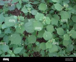 Image result for Triumfetta pentandra