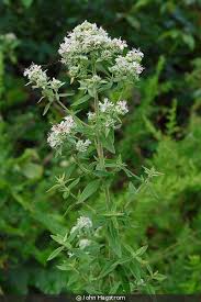 Image result for Anthospermum whyteanum × welwitschii