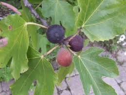 Buy fig trees online with delivery right to your door. How To Grow A Fig Tree Hgtv