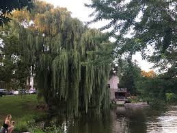 We did not find results for: Golden Weeping Willow Salix Alba Tristis In Ontario Canada Marijuanaenthusiasts
