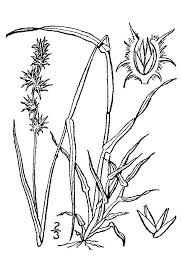 Image result for Cenchrus unisetus