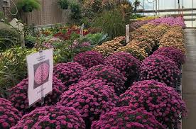 See more ideas about flowers, plants, oregon. Merlin S Greenhouse Flowers Oregon Illinois