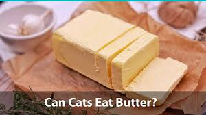 Aside from the same reasons why humans need to be careful when eating popcorn, namely the choking hazard. Can Cats Eat Butter Is It Safe Or Is It Bad For Them