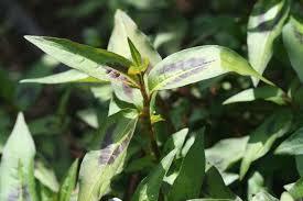 La Cuisine Du Jardin Rau Ram Basilic Chinois Vietnamese Coriander Plants Growing Herbs Plant Leaves