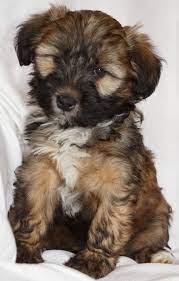 Tiamastae Puppies Tibetan Terrier Pitbull Terrier Terrier