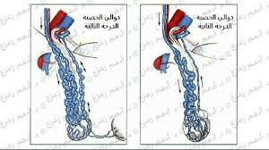 تعرف علي درجات دوالي الخصيه Art Humanoid Sketch