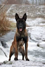Belgian Malinois Lovers Club Belgian Malinois Dog Malinois Dog Belgium Malinois
