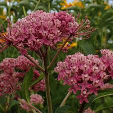 Image result for Asclepias palustris