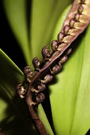 Image result for Bulbophyllum fuscum