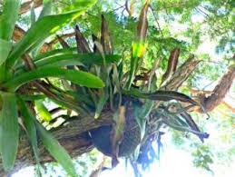 Image result for Pyrrosia