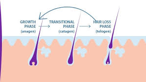 The hair growth cycle has three phases: Hair Growth Speed How Does It Work Ducray