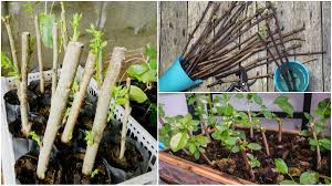 I do reccomend sterilizing the compost if you use my method, for a list of reasons i'm sure you can imagine. 40 Plants To Propagate From Hardwood Cuttings How To Do It