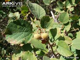 Image result for Grewia villosa