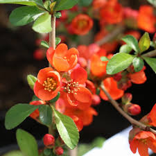 Image result for Chaenomeles japonica
