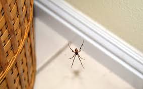Spray everywhere spiders are to repel them naturally. Spider Exterminator Cost Spider Pest Control Cost