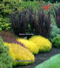 Erica X Griffithsii Valerie Griffiths And Berberis T Helmond Pillar Evergreen Landscape Front Yard Evergreen Landscape Lawn And Landscape