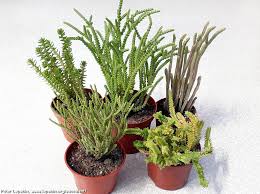 Image result for Crassula schimperi